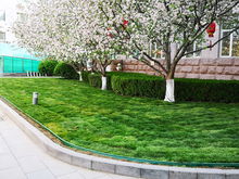 園林集團(tuán)改造豐臺區(qū)政府院內(nèi)園林綠化工程