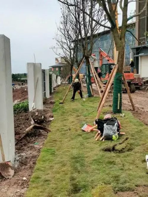 大爺89歲還為人民服務,根本沒有假期 施工現場實拍 致敬平凡的你 施工現場 園林綠化工程