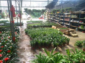 一站式園林綠化與體育設(shè)施服務(wù) 苗圃開業(yè)花籃、養(yǎng)護(hù)與工程施工